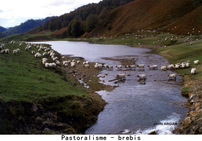 pastoralisme_brebis_08